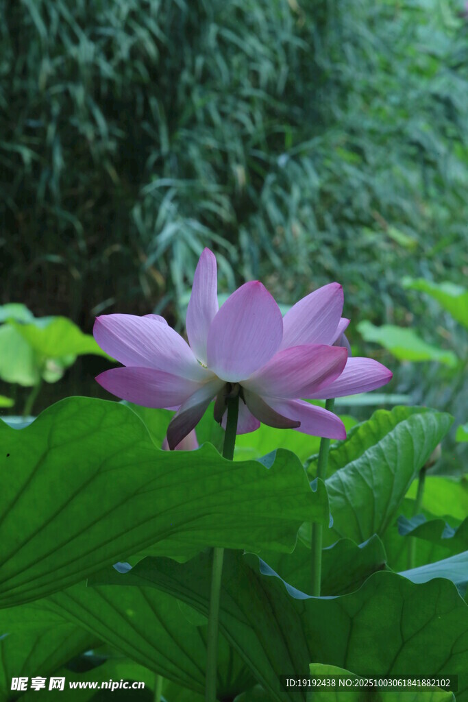 荷花荷叶  