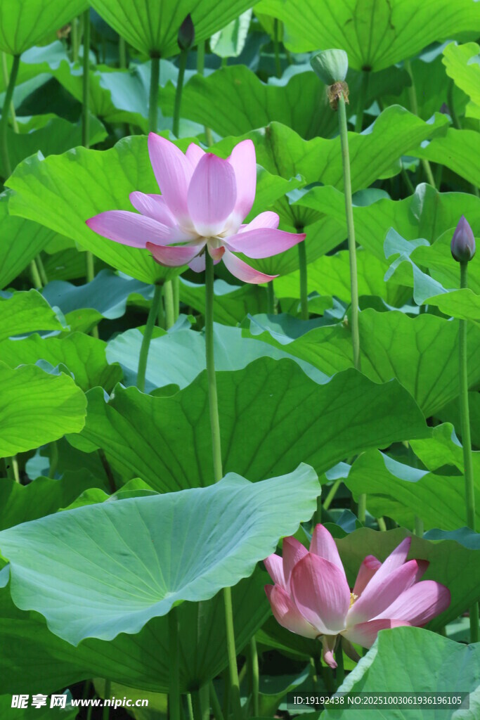 荷花荷叶 