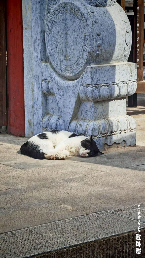 石墩旁安睡的黑白猫咪