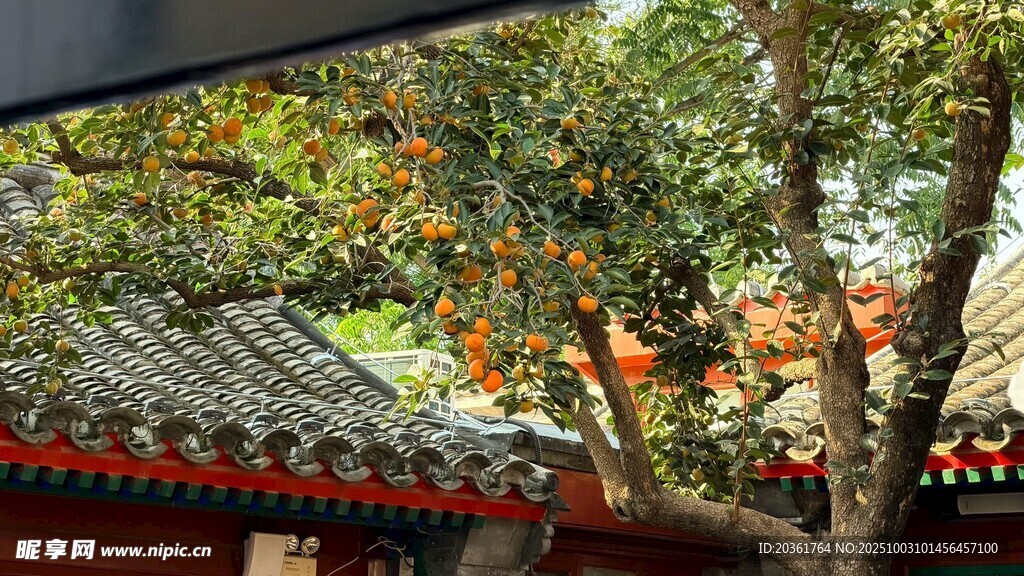 古树下的中式传统建筑