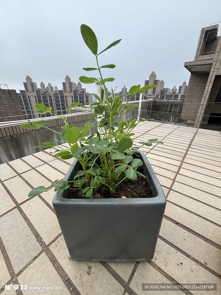 天台花盆中的翠绿植物