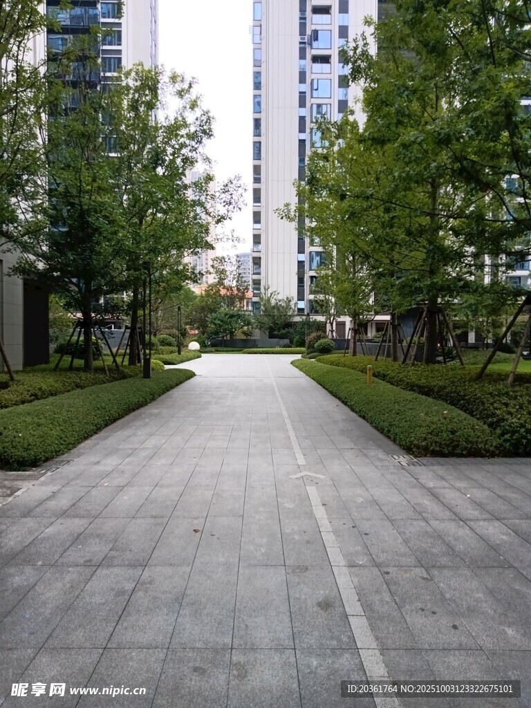 城市中静谧的林荫步道
