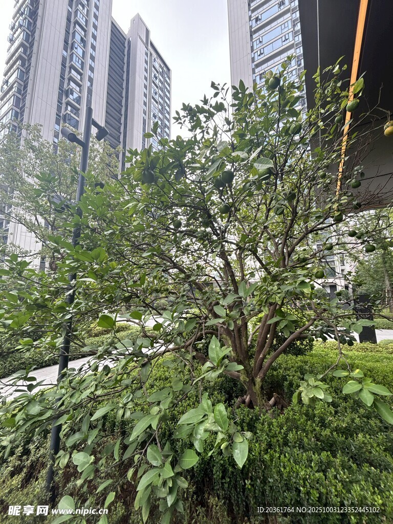 城市中繁茂的绿植景观