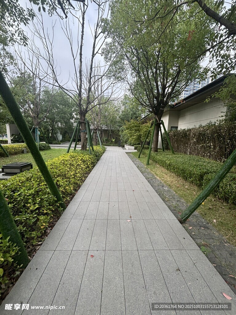 林间木质步道风景