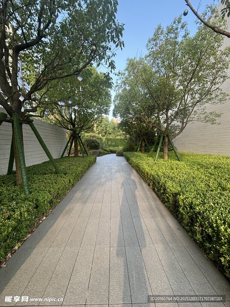 林荫小道