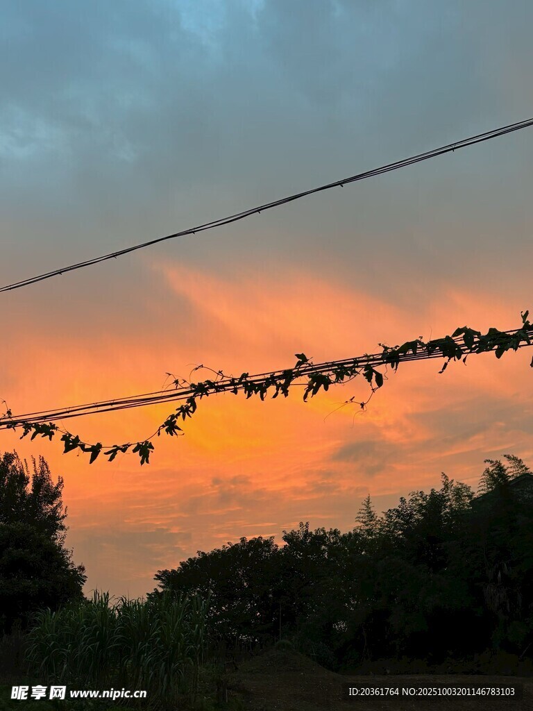 夕阳下的装饰灯与绿植