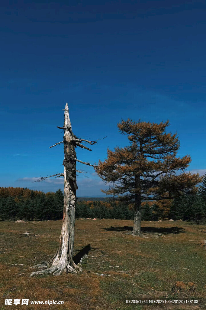 荒野枯树与绿树的对比