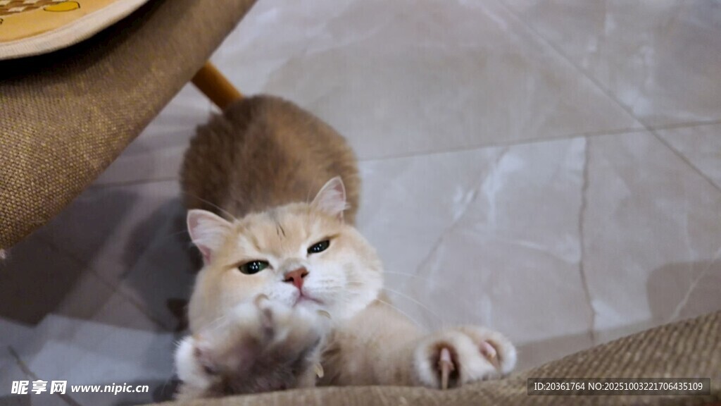 可爱小猫趴地姿态萌