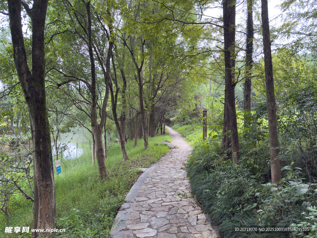 林间小路