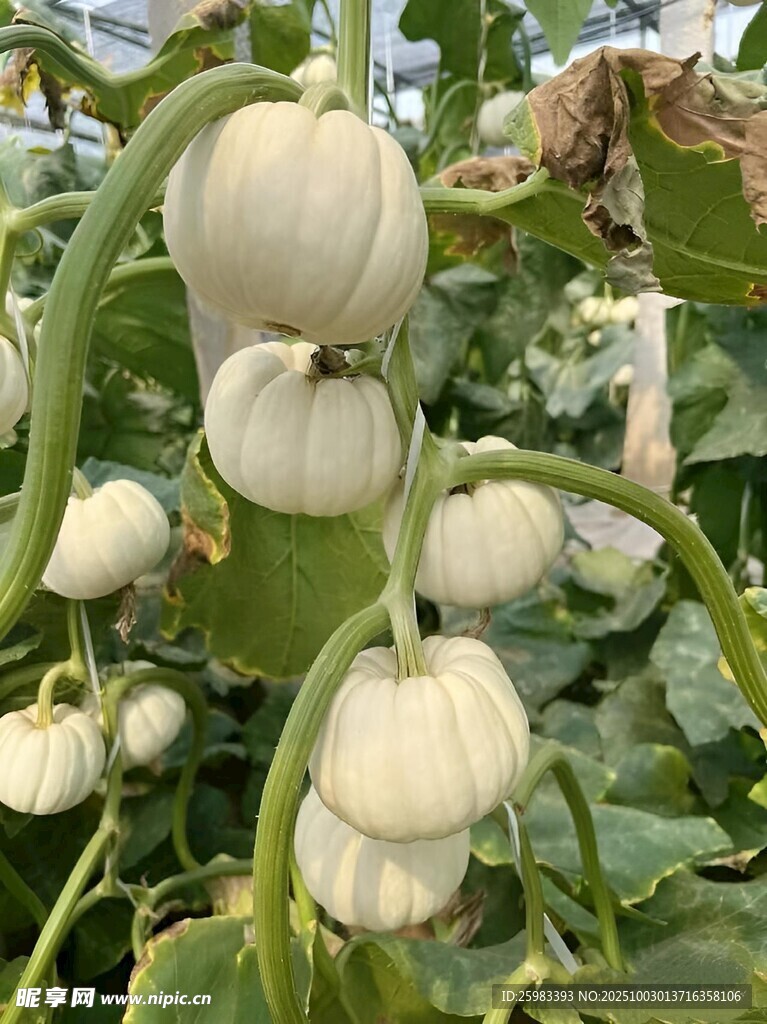 南瓜栽培
