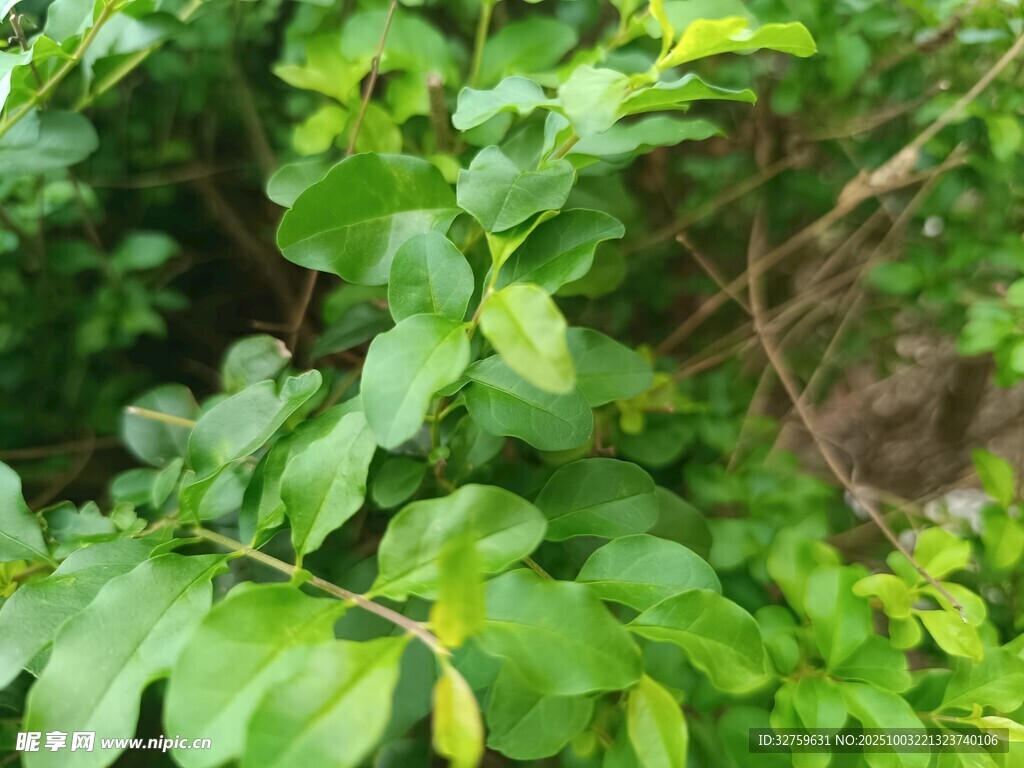 翠绿繁茂的植物枝叶