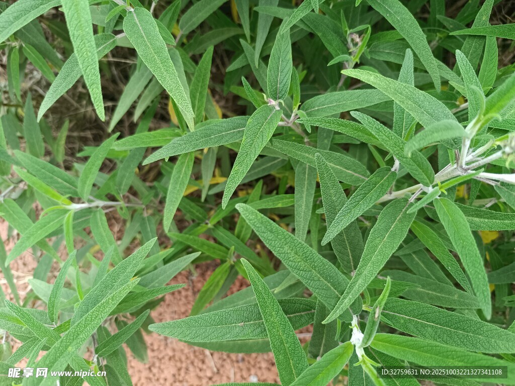 绿叶植物特写
