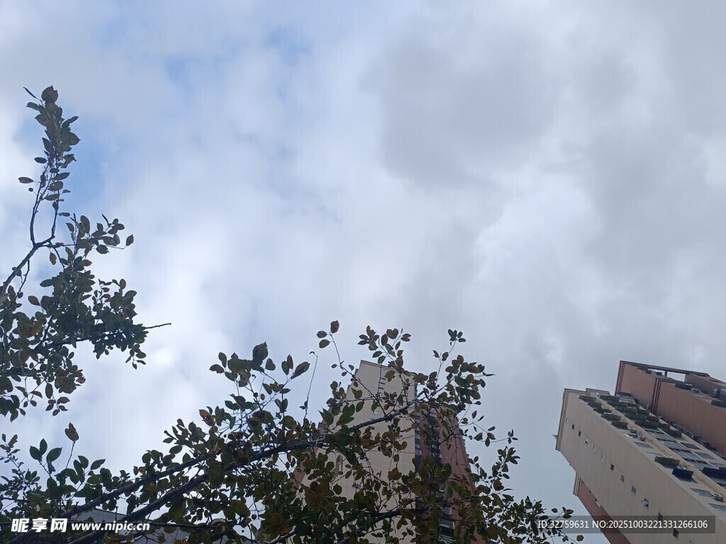 城市天空下的树木与建筑