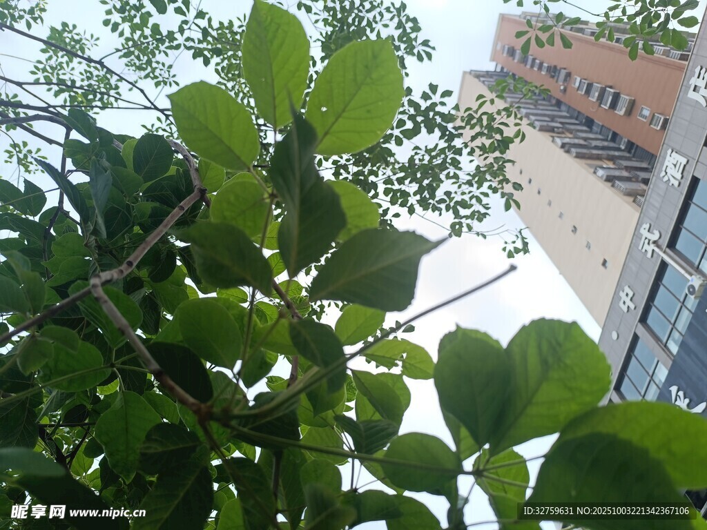绿叶掩映下的高楼一角