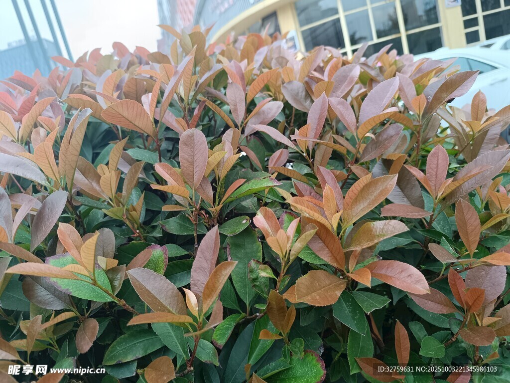 多彩红叶植物特写