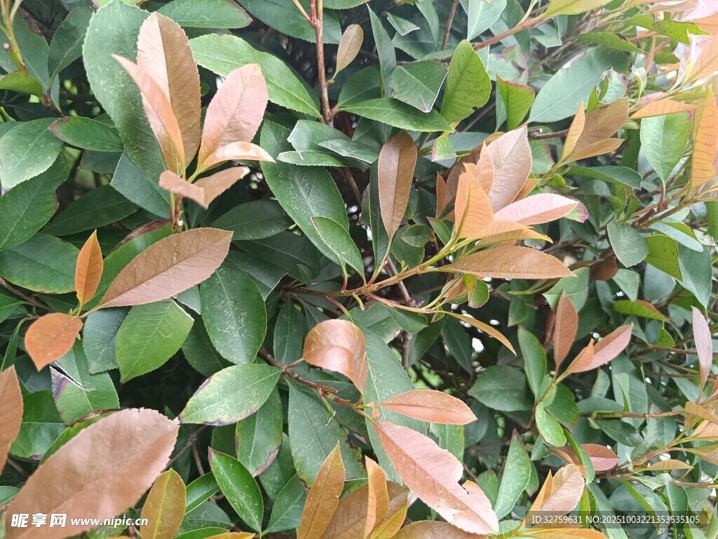 新叶萌发的绿植景观