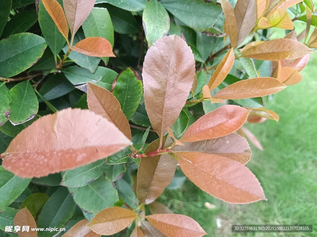 变色树叶特写