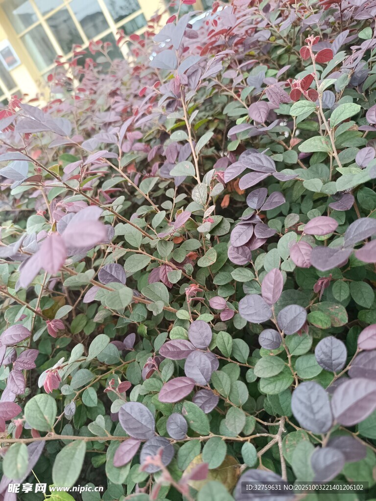 紫叶植物景观