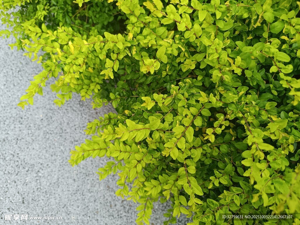 翠绿植物边缘特写