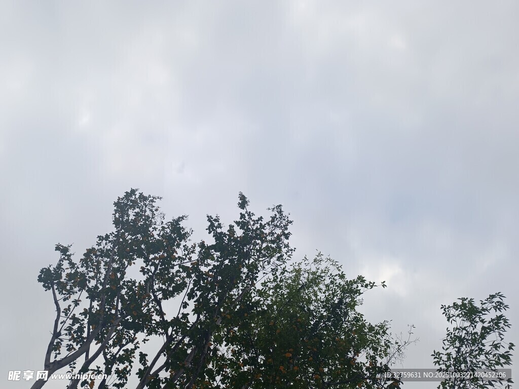 天空下的繁茂树木