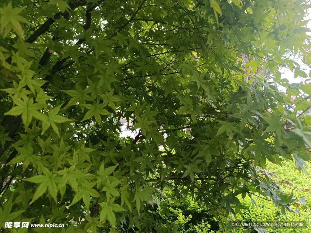 茂密绿叶中的斑驳光影