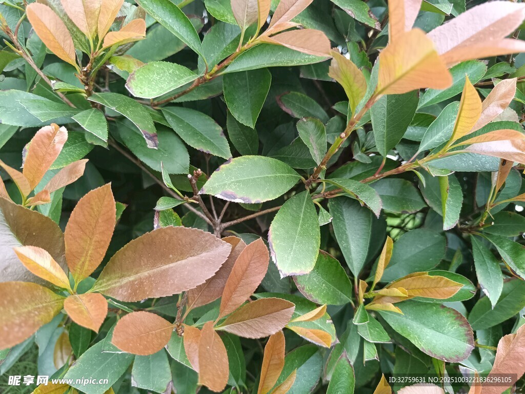 多彩叶片的绿植特写