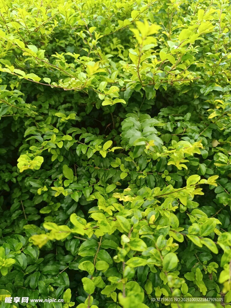 翠绿繁茂的植物景观