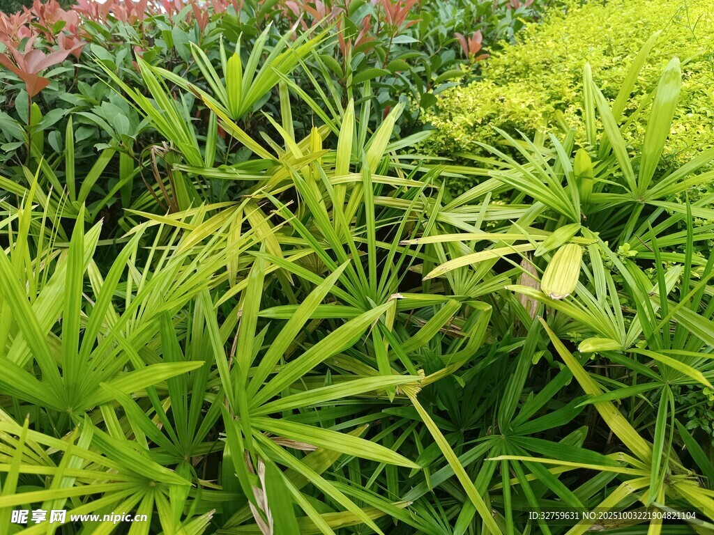 翠绿繁茂的多样植物景观