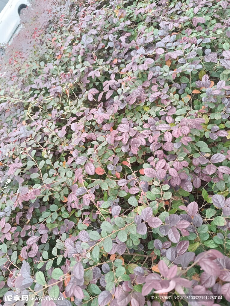 紫色系地被植物景观