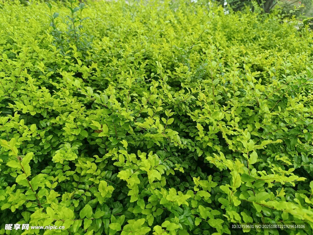 翠绿繁茂的灌木丛