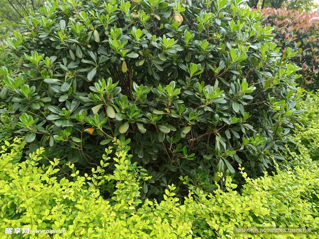 绿意盎然的灌木景观