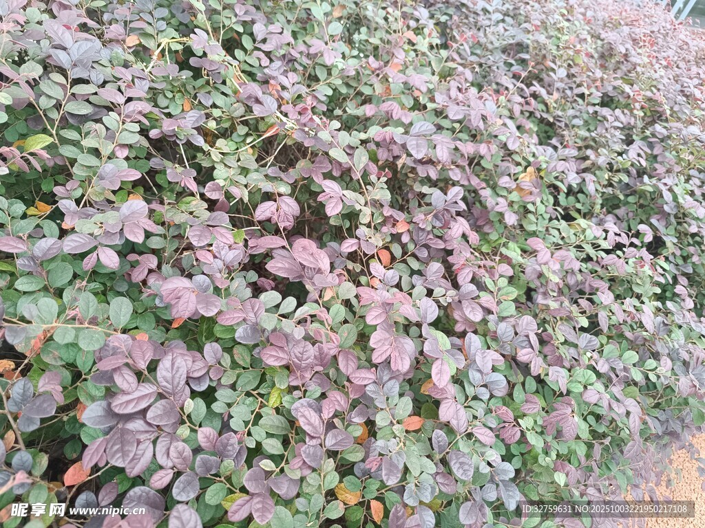 紫叶植物墙景观
