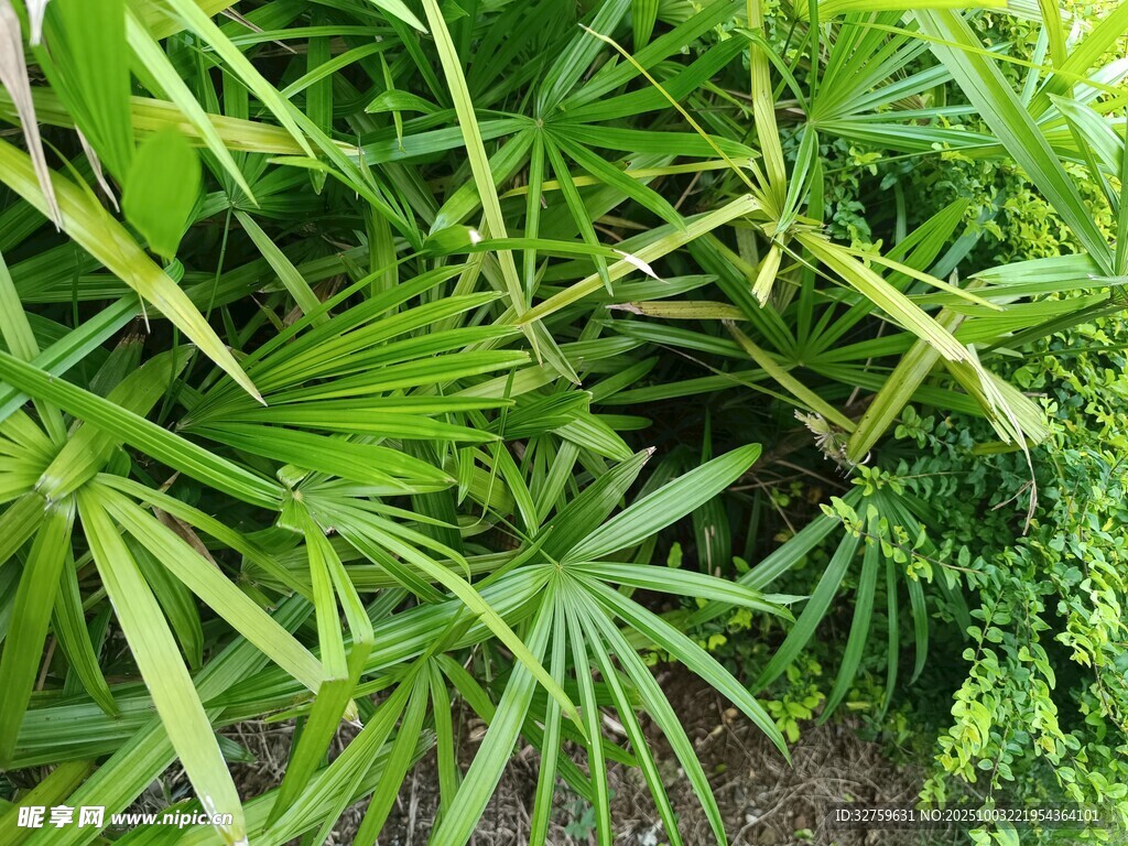 翠绿繁茂的热带植物景观