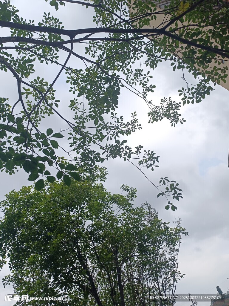 透过枝叶看天空与建筑