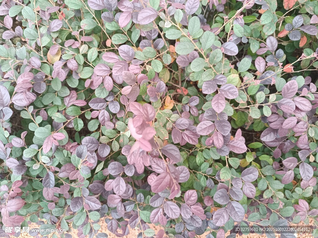 紫叶植物景观