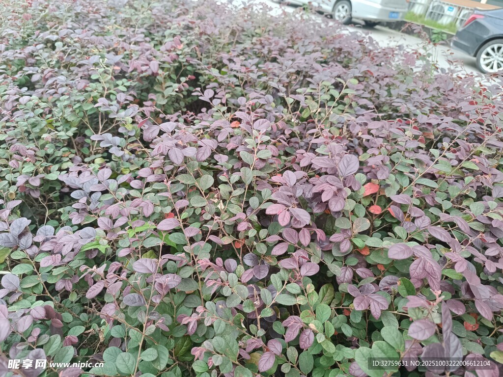 紫叶植物景观