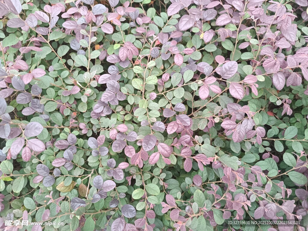紫叶植物景观