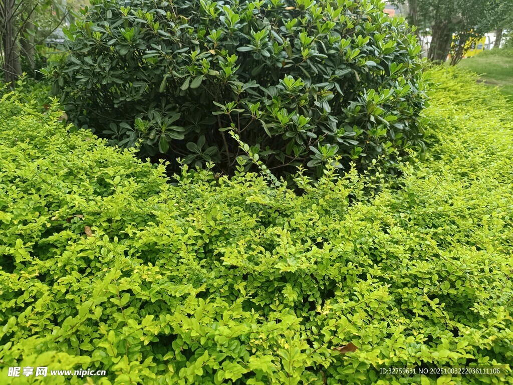 绿意盎然的灌木景观