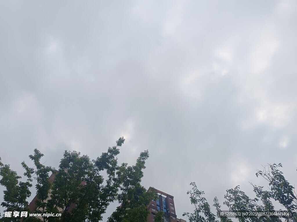 阴天时的树梢与高楼