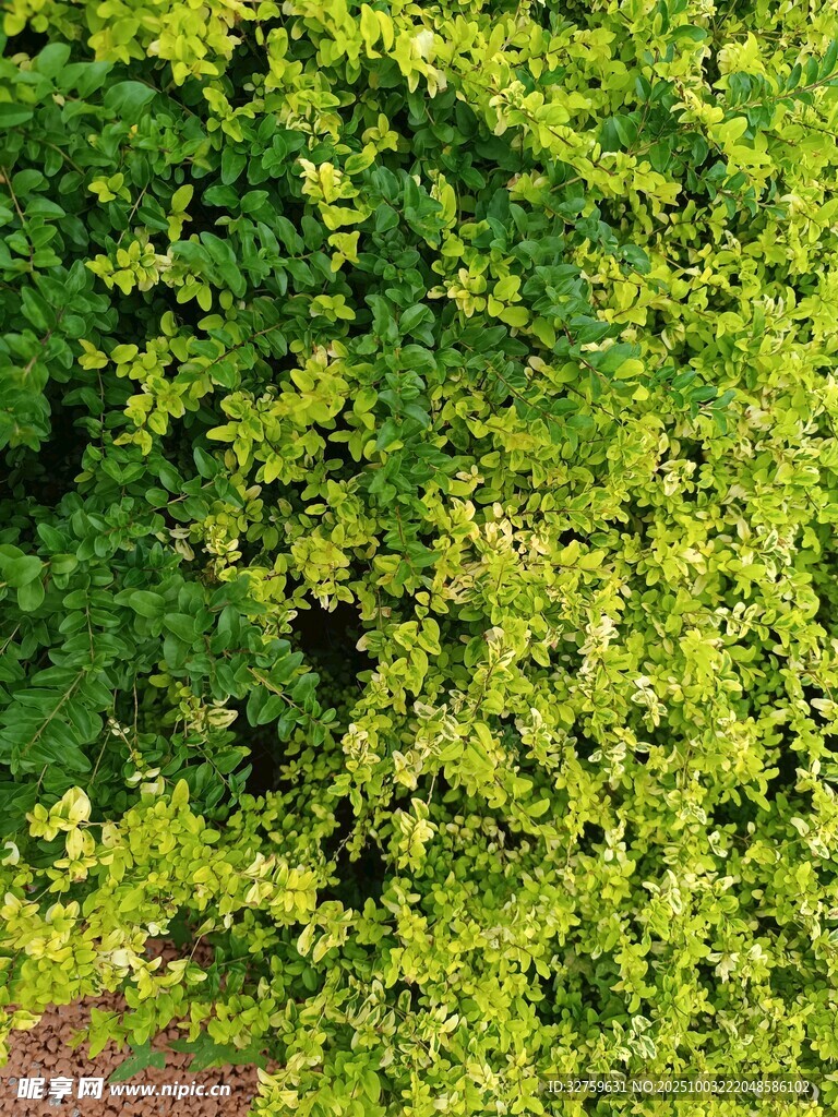 翠绿繁茂的树叶景观
