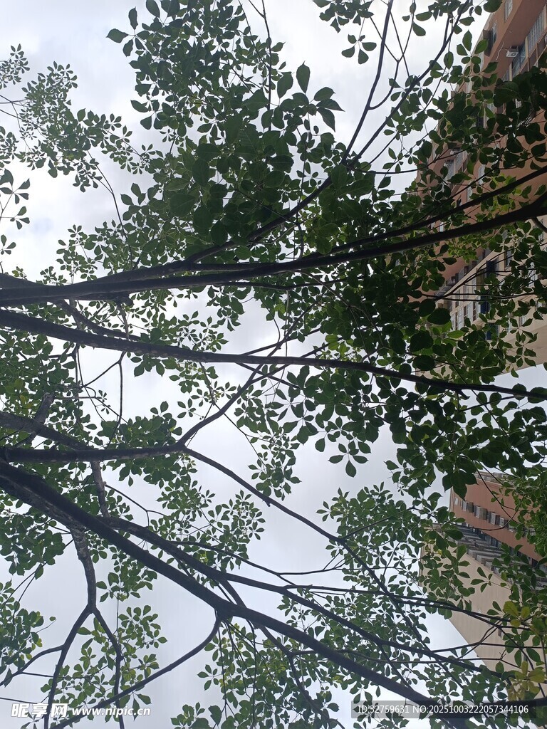 仰视茂密树林枝叶