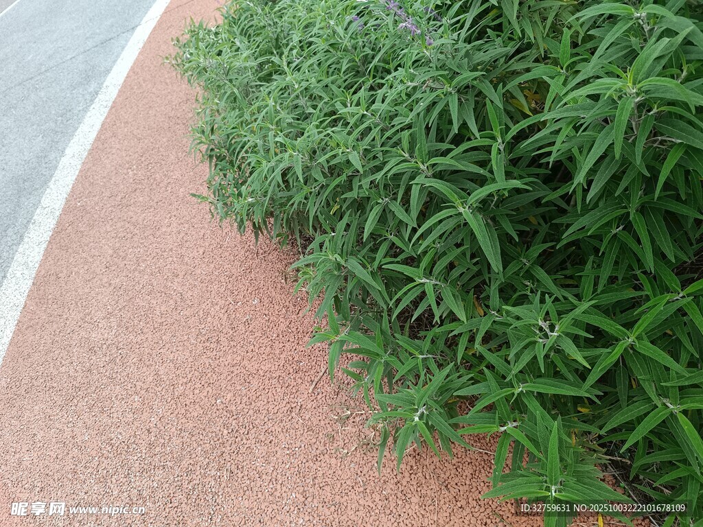 路边绿植