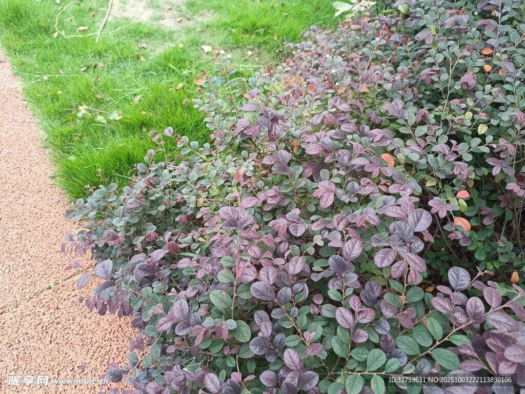 路边紫叶植物景观