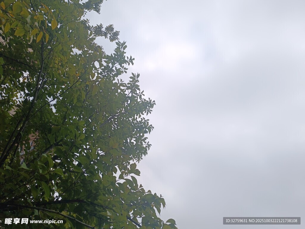 树梢之上的灰白天空