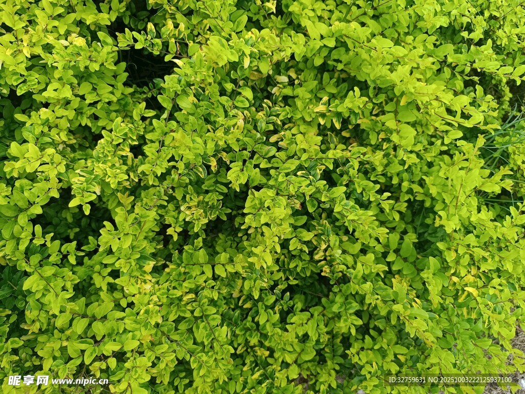 翠绿繁茂的植物景观
