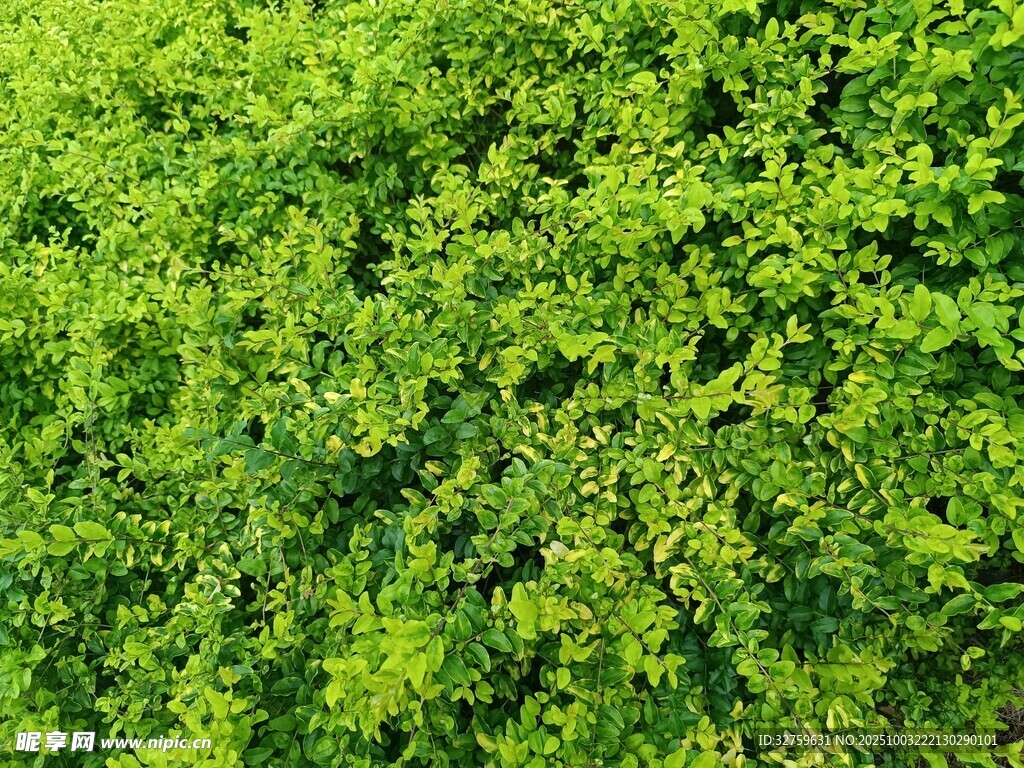 翠绿繁茂的植物背景图