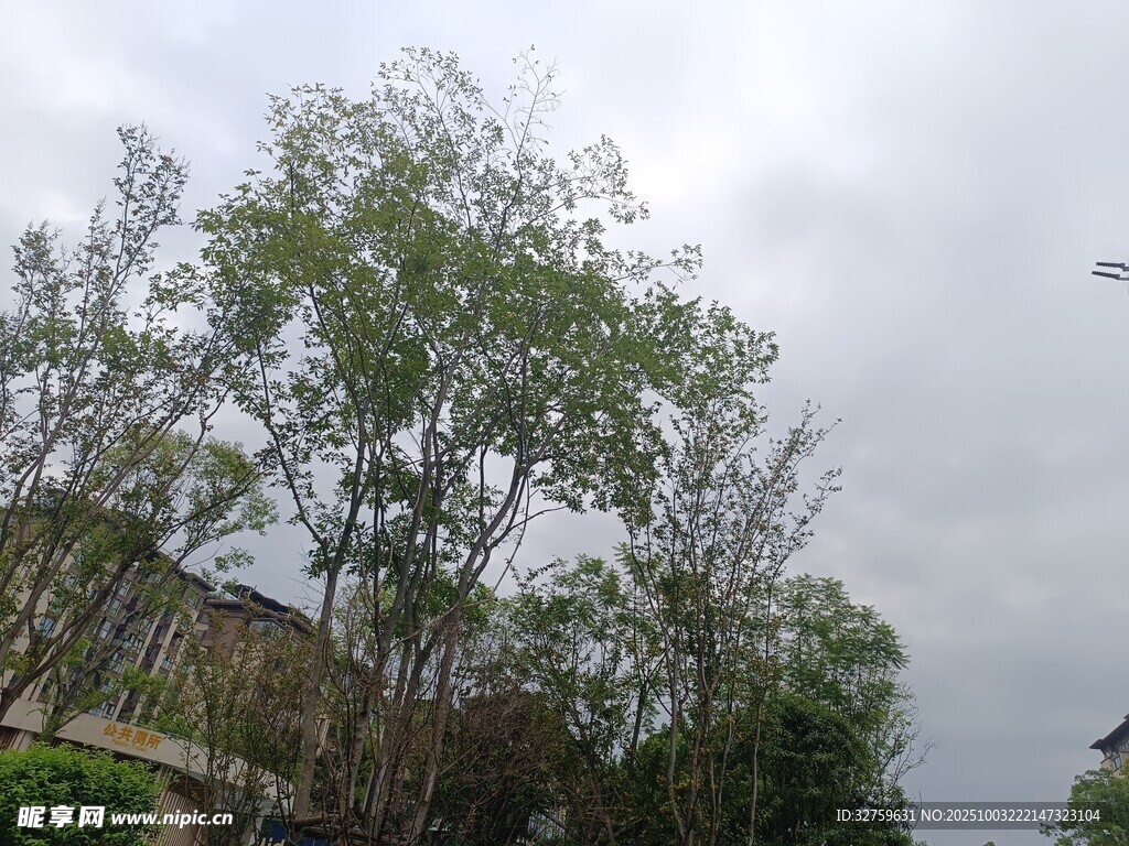 户外绿树与建筑景象