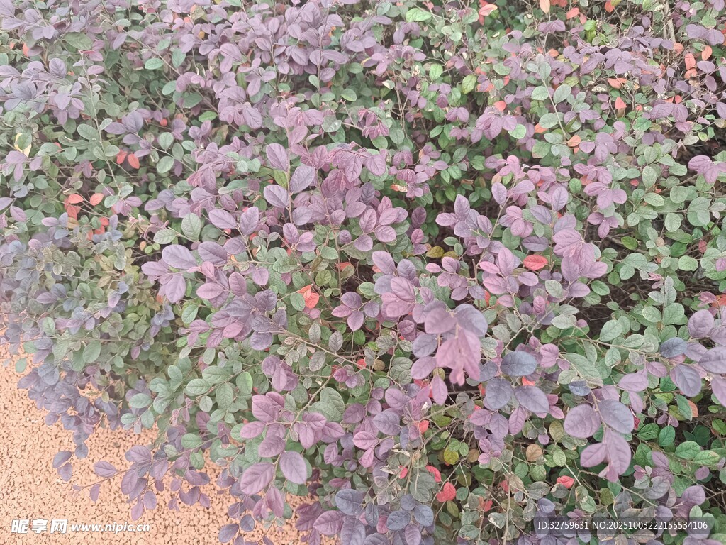 紫色植物景观
