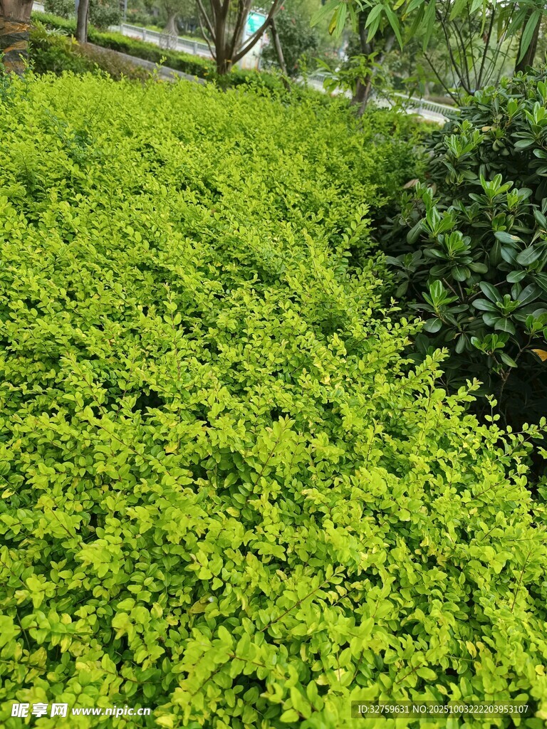 翠绿繁茂的低矮灌木丛