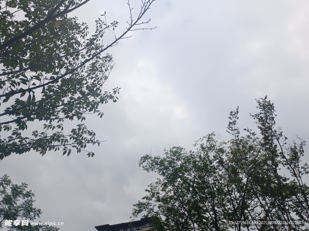 树梢间的天空景象